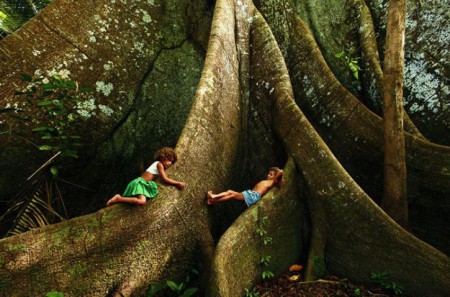 Samaúma - Gigante da Amazônia